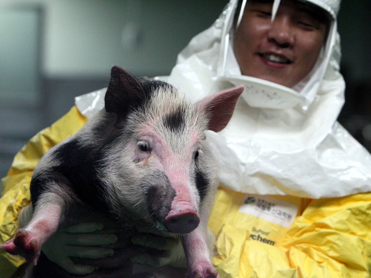 Foto: Primer cerdo modificado genéticamente para estudio de trasplantes de animal a humano, en Corea del Sur. (EFE/Yonhap)