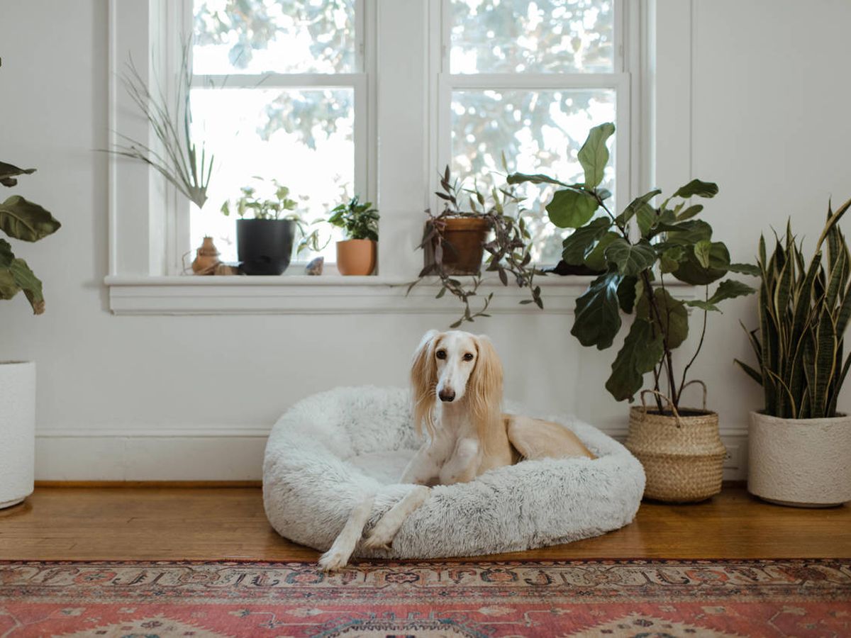 Foto: Camas para perros y gatos: cómo descansar a pata suelta (Chewy K. para Unsplash)