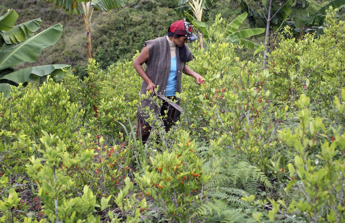 Una indígena de la tribu Paez cultiva hoja de coca en la provincia de Cauca, Colombia (Reuters). 