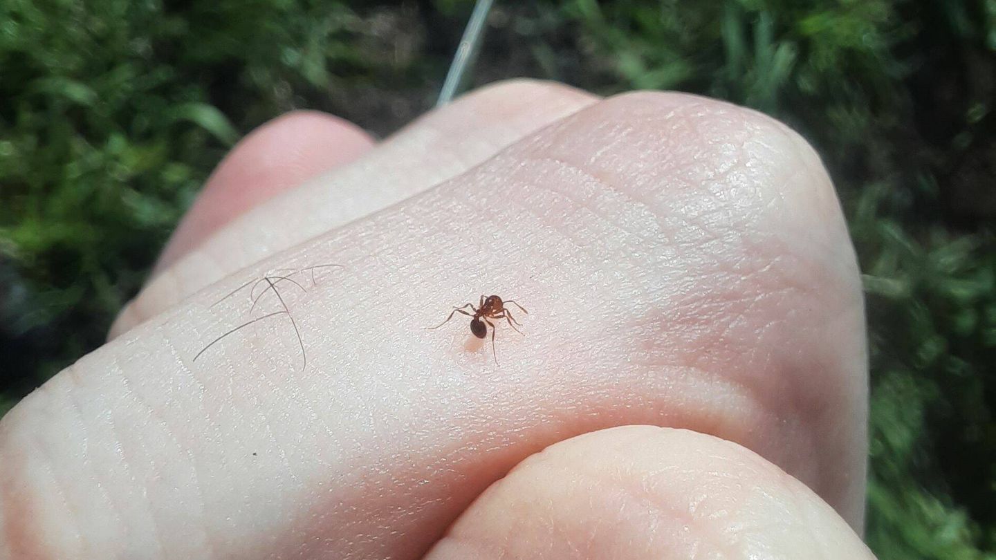 La hormiga, en un dedo. (IBE)