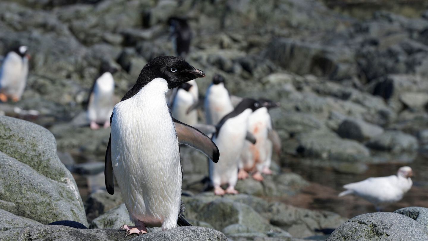 Colonia de pingüinos de Adelia en la Antártida (REUTERS Natalie Thomas)