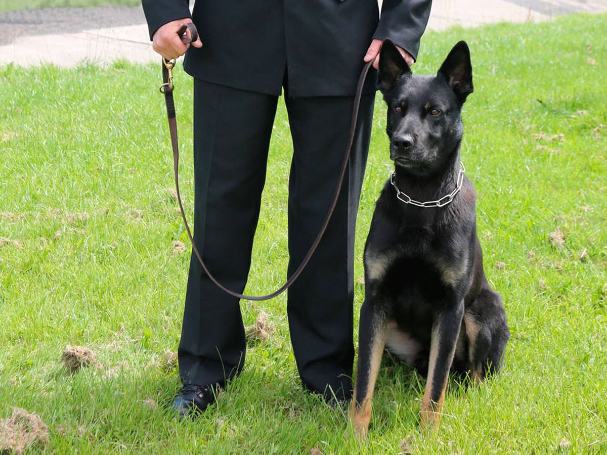 Foto: Max cumplió con éxito su primera misión como perro policía (Foto: Dyfed-Powys Police)