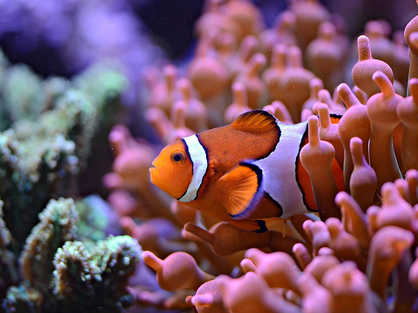 Un pez payaso en un arrecife de coral. Foto: Unsplash