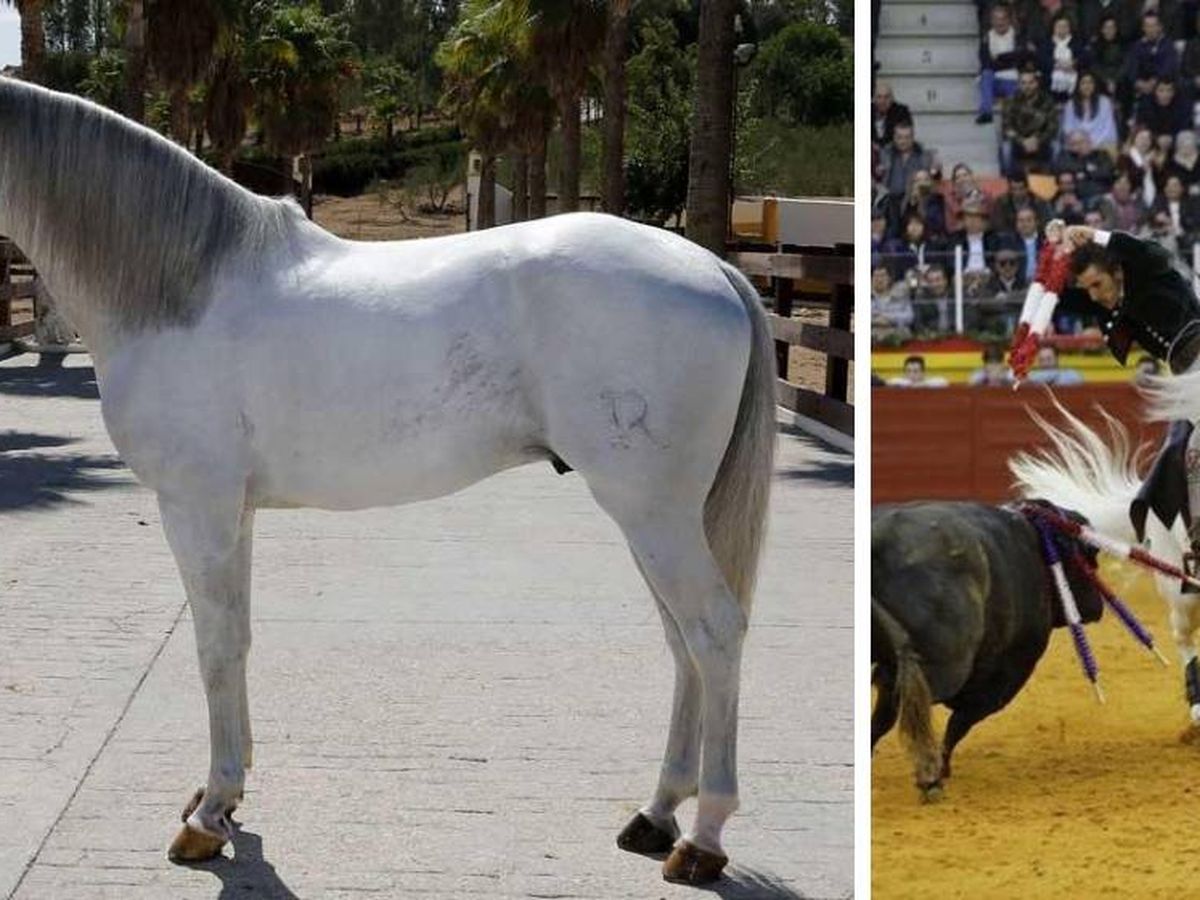 Foto: 'Dólar', uno de los caballos del rejoneador Diego Ventura