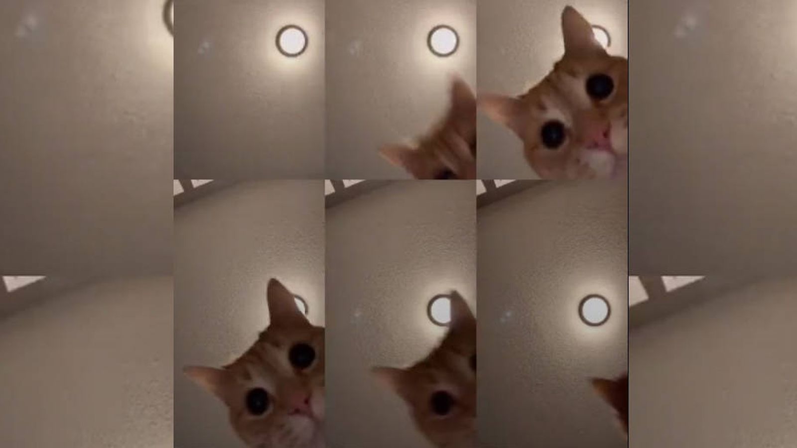 Foto: Ed se ha convertido en el gato más famoso del momento en internet (Foto: Tik Tok)