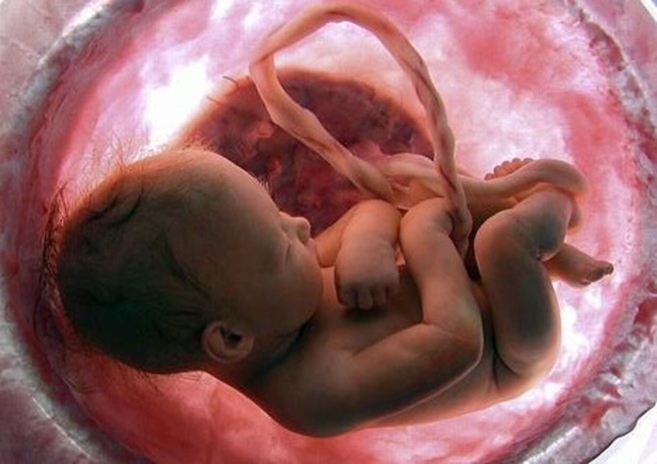 Imagen de un feto humano (National Geographic) 