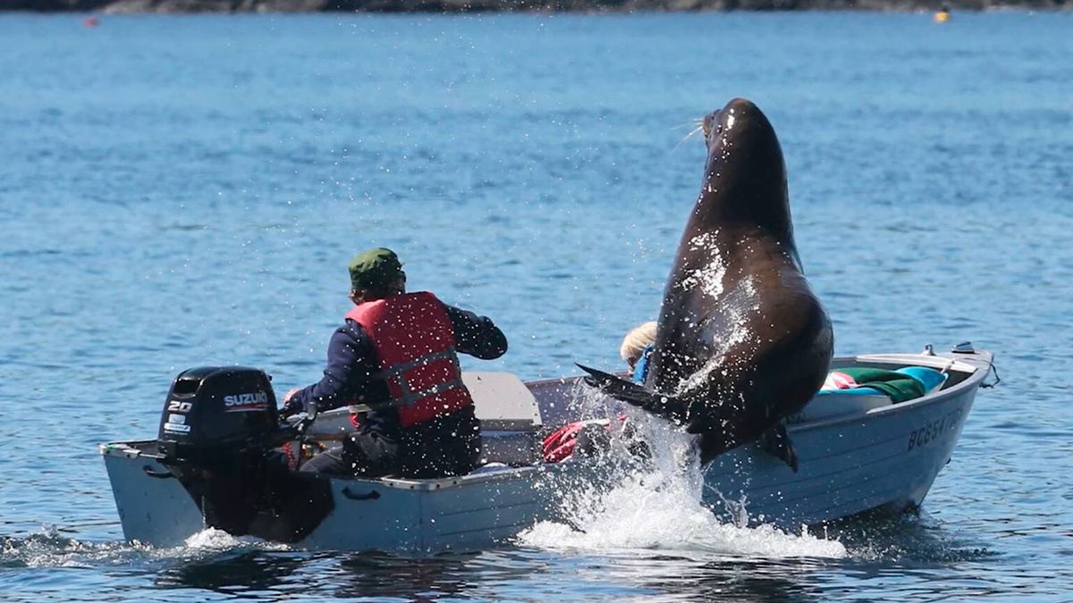 Un león marino salta sobre una barca para huir del ataque de unas orcas y casi la hunde