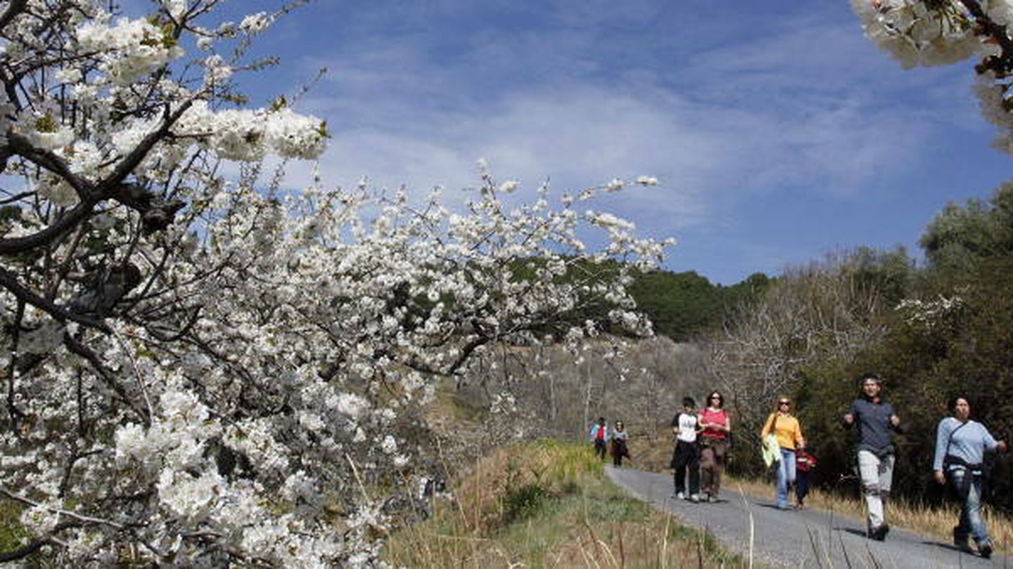 Floración de los cerezos en el valle del tiétar