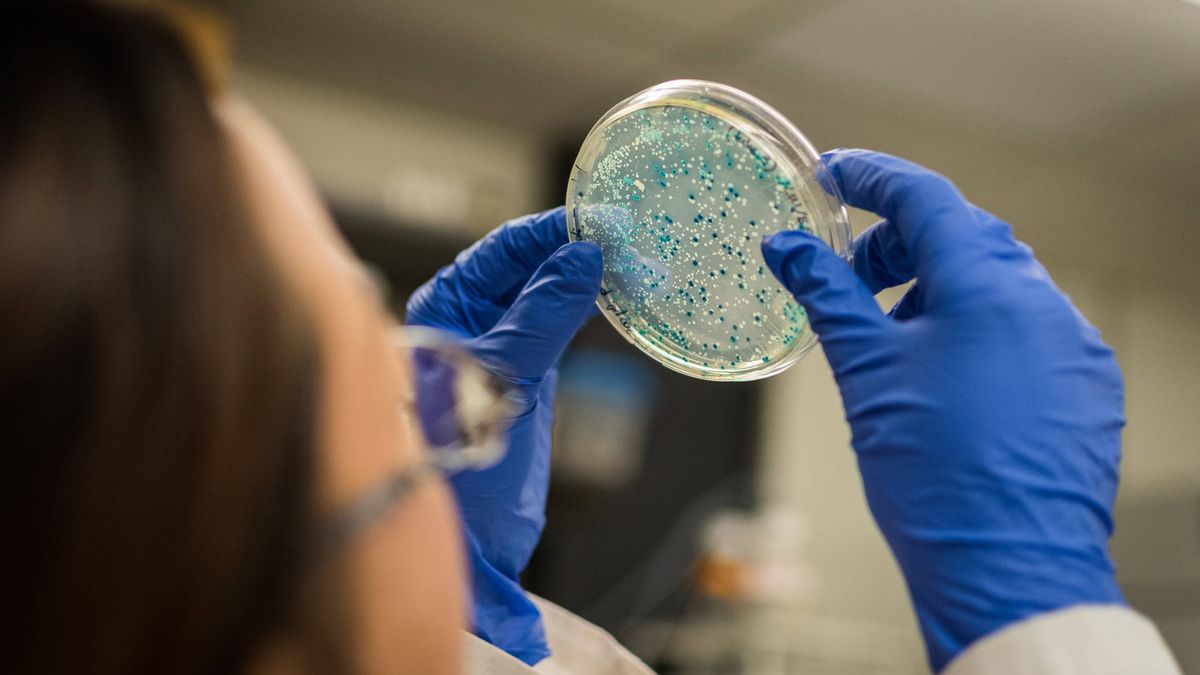 El misterio de la microbiota, desvelado gracias a su metagenoma