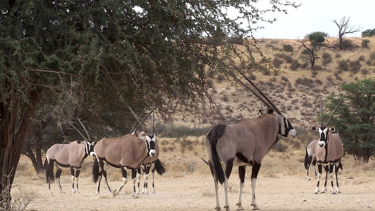 Un nutrido grupo de oryx en el Kalahari. (A. C.)