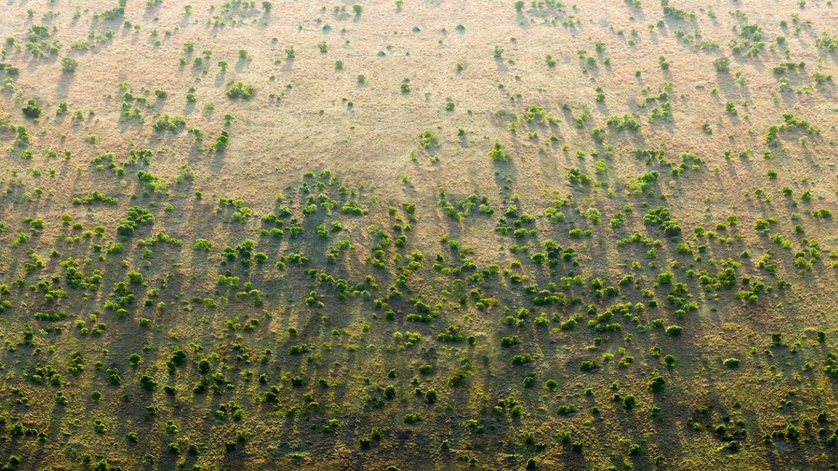 La Gran Muralla Verde africana: árboles para detener el desierto y el terrorismo islámico