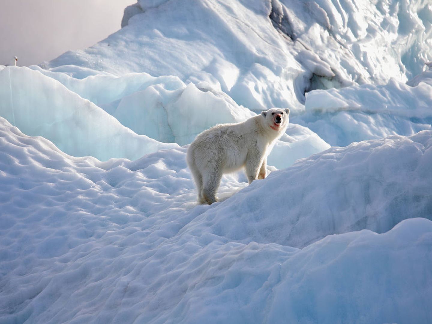 Un oso polar de la zona sobre el glaciar. (iStock)