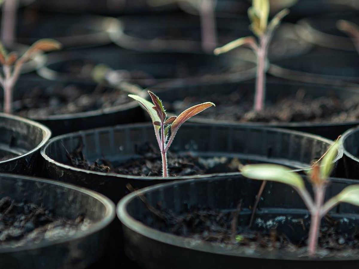 Foto: Abonar bien la tierra ayudará a germinar las semillas (Foto: Pixabay)