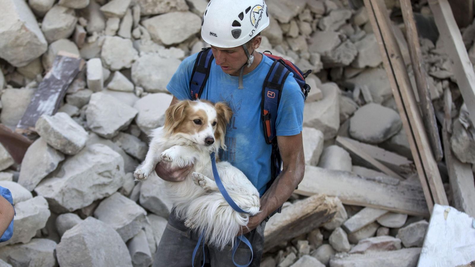 Foto: Un voluntario salva a un perro durante los trabajos de rescate tras el terremoto en la localidad de Amatrice, en el centro de Italia. (EFE)