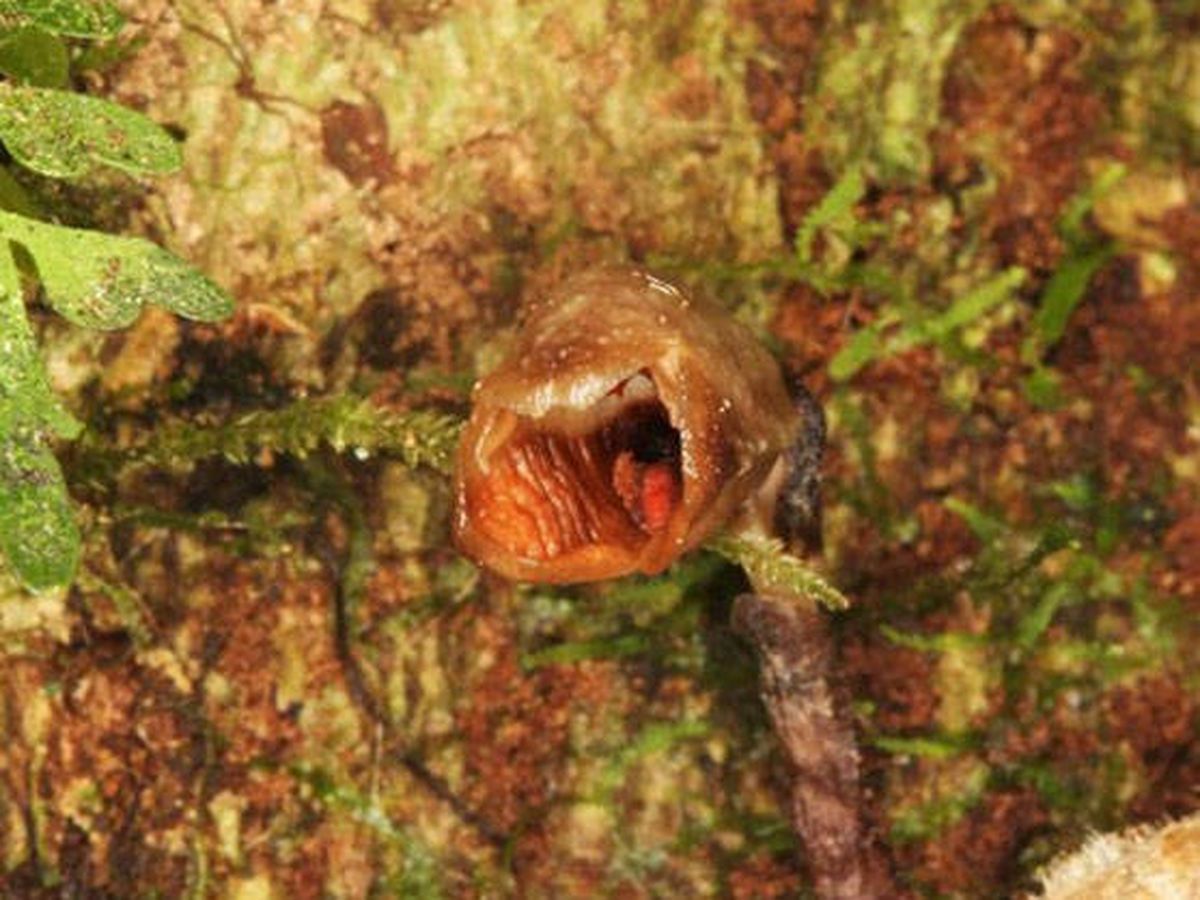 Foto: En realidad se denomina "Gastrodia agnicellus" y crece en un bosque de Madagascar (Foto: Twitter)