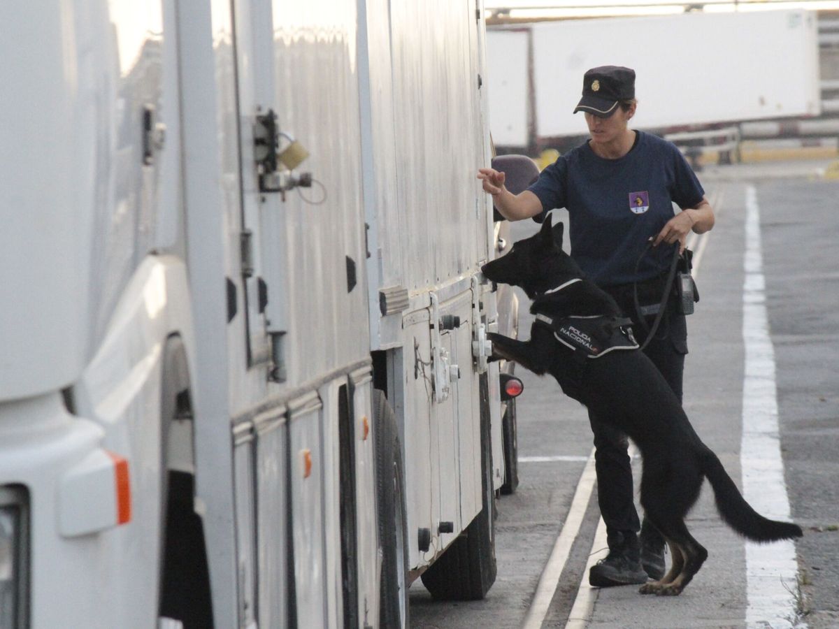Foto: Una policía nacional y su perro revisan un camión en Ceuta. (EFE/Reduan Dris)