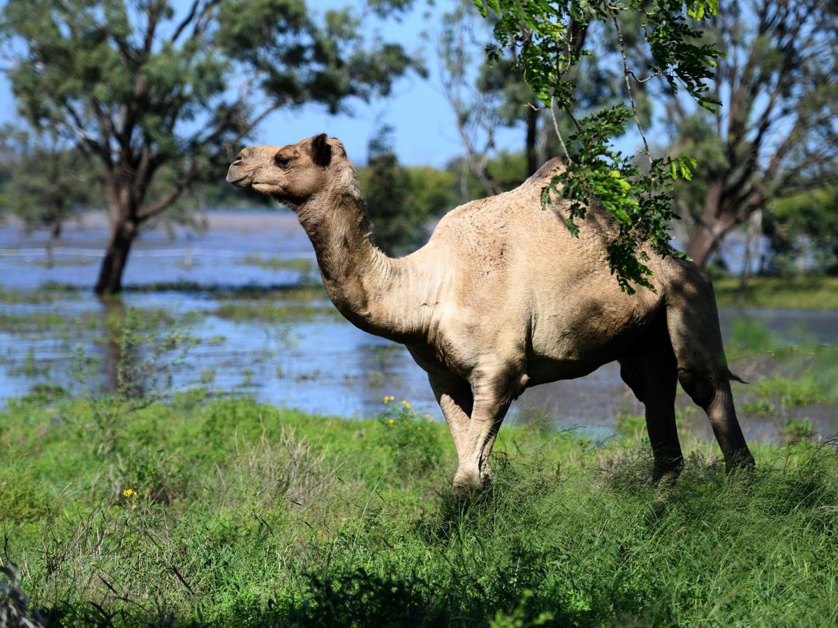 Foto: Un camello en Rockhampton, Queensland (Australia).