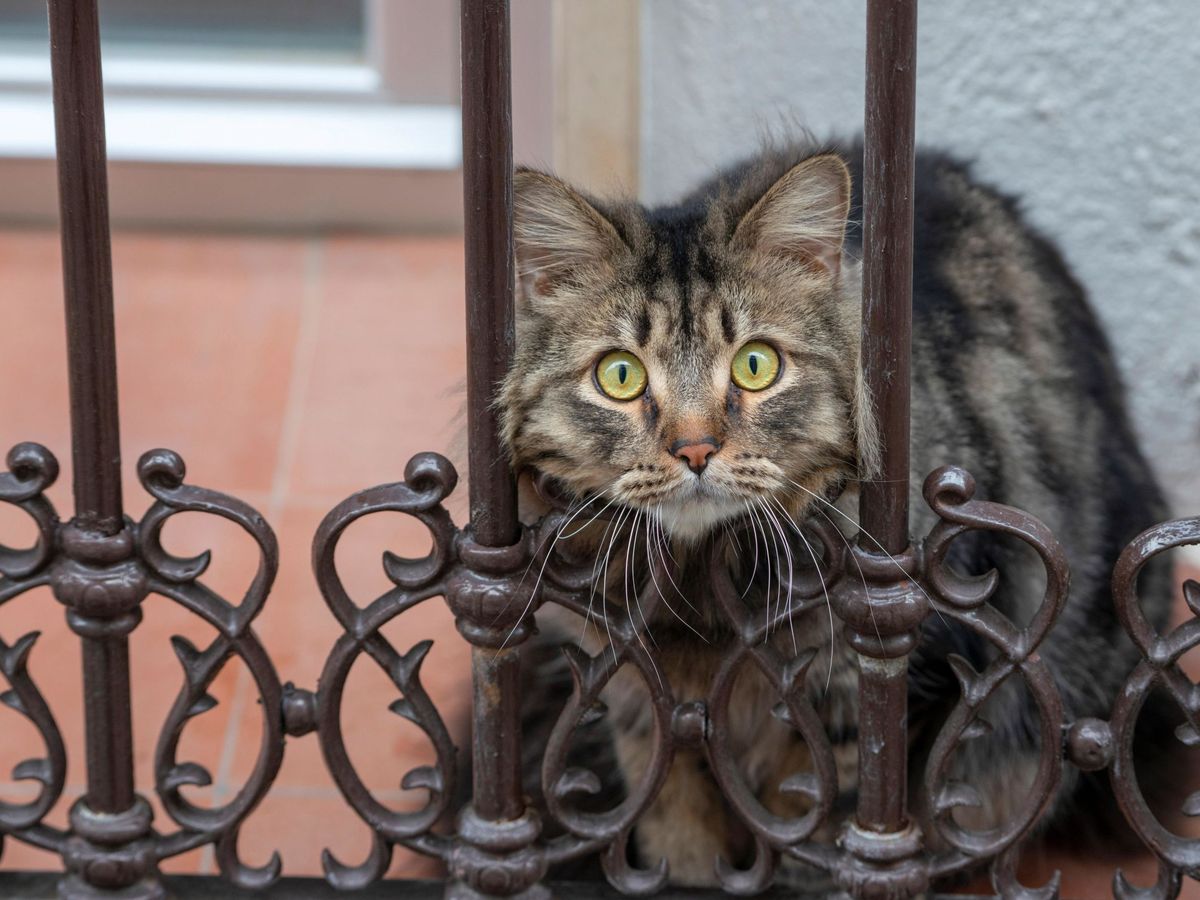 Foto: Un gato se asoma al balcón de una vivienda de Jaén. (EFE)