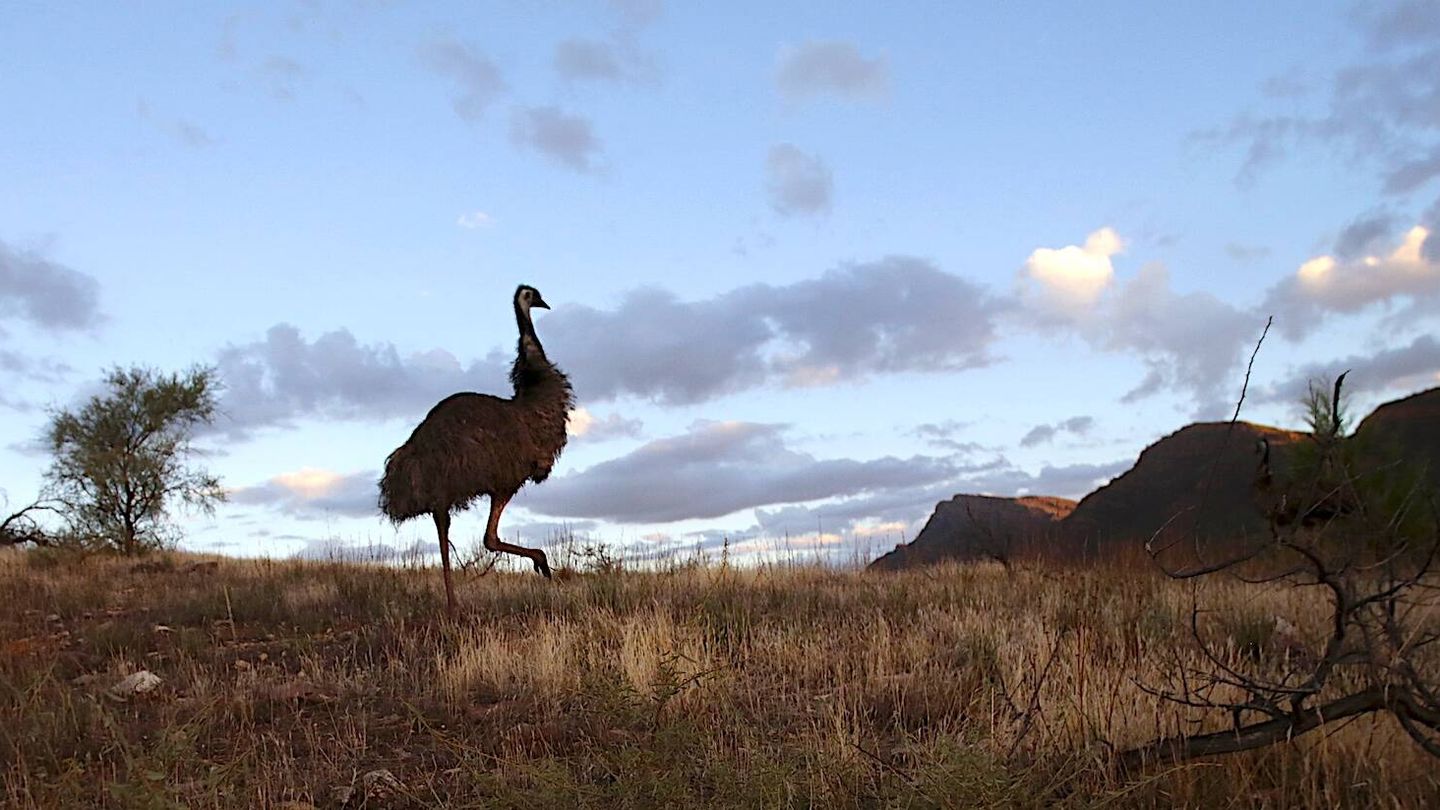 El emú puede dar largas y veloces carreras. (Andoni Canela) 