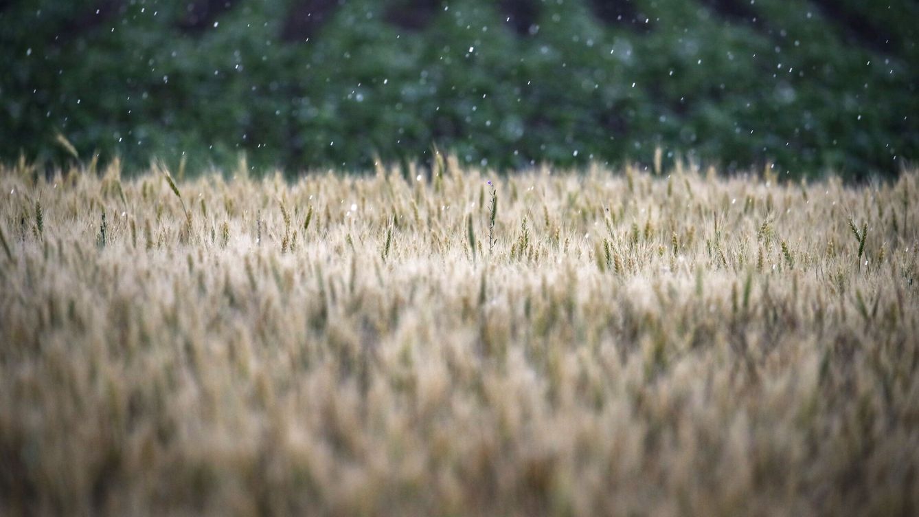 Foto: Espigas de trigo en un campo de trigo  cerca de Melitopol, en la región de Zaporizhia. (EFE/Sergei Ilnitsky)