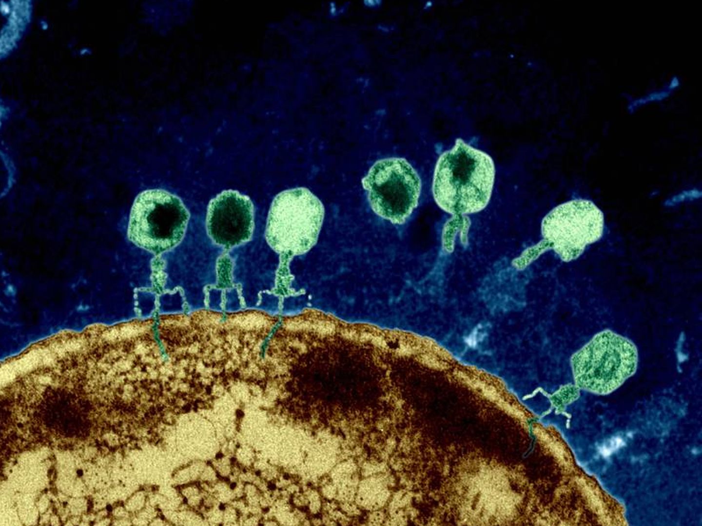 Bacteriófagos insertando la cola a través de la membrana de una bacteria de E. coli