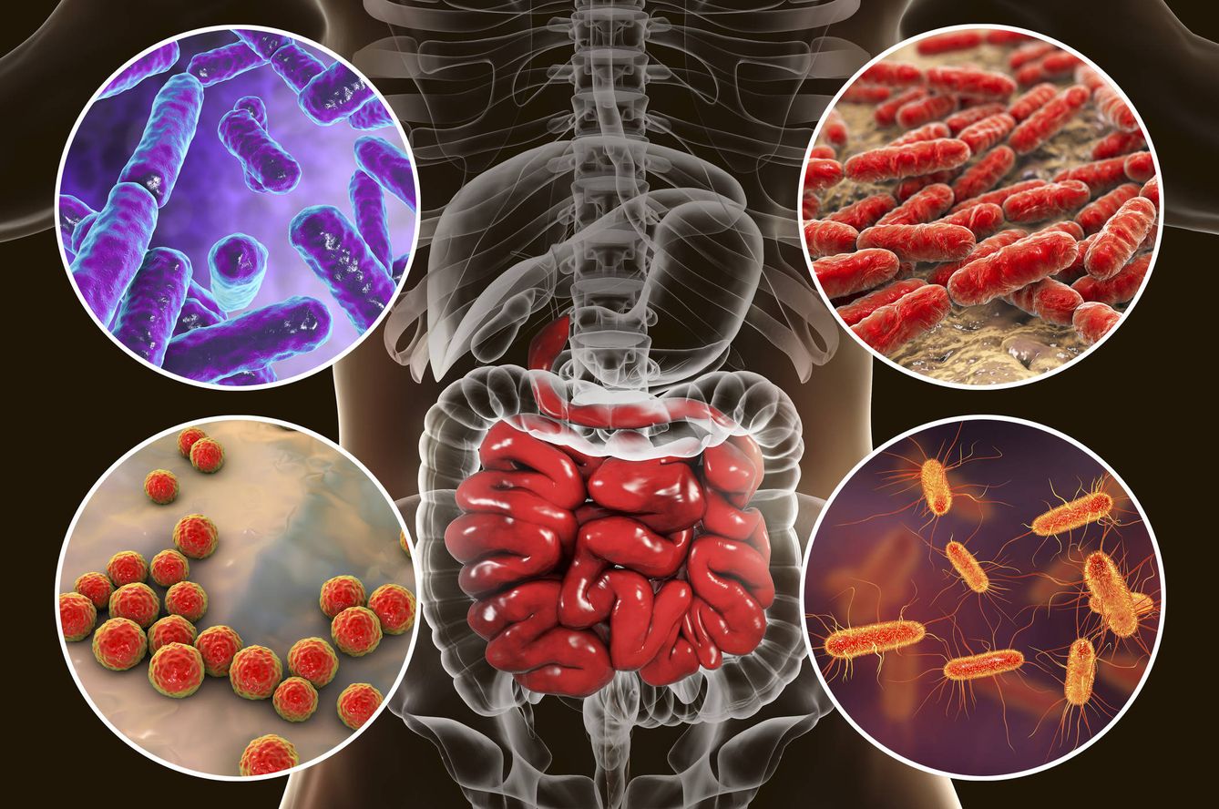 Bacterias en el intestino. (iStock)