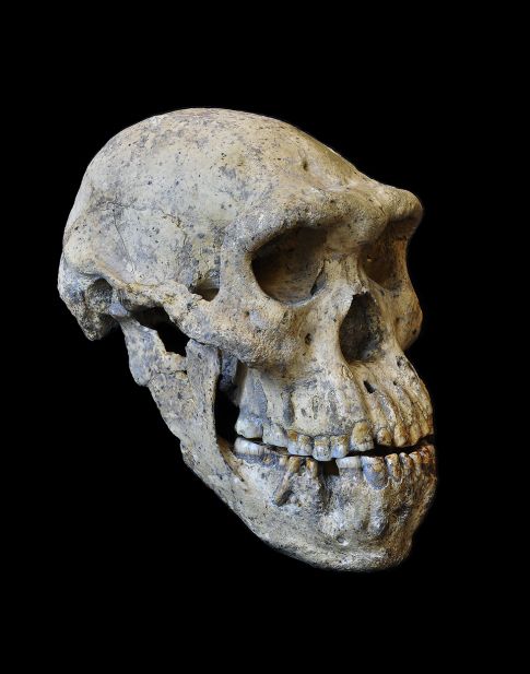 El cráneo de Dmanisi (Marcia P. de León)