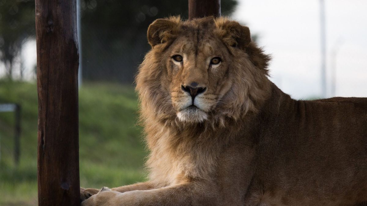 Un león escapa de un circo y siembra el caos durante horas en la ciudad italiana de Ladispoli