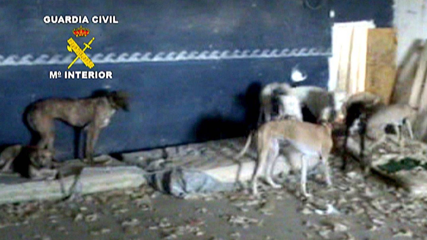 Operación de la Guardia Civil contra el maltrato animal. (EFE/Seprona)