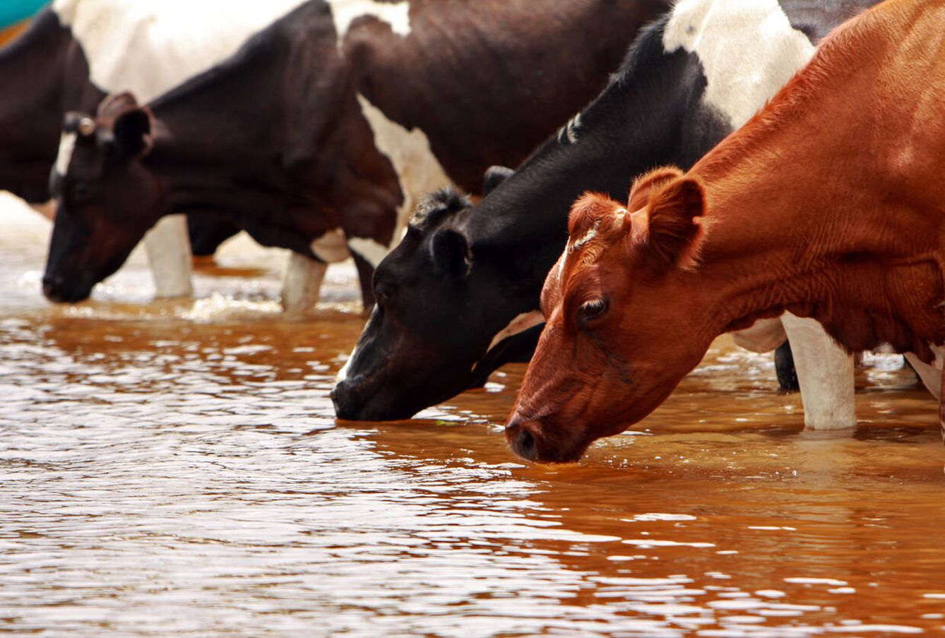 Las vacas que bebían agua de un río contaminado con PFOA alertaron del peligro. (iStock)