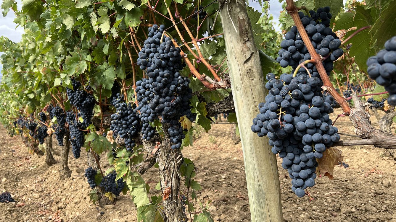 Foto: La vendimia 2022 en Rioja acaba de terminar, empieza la alquimia que llevará hasta nuestras mesas unos vinos excelentes. (Cortesía) 
