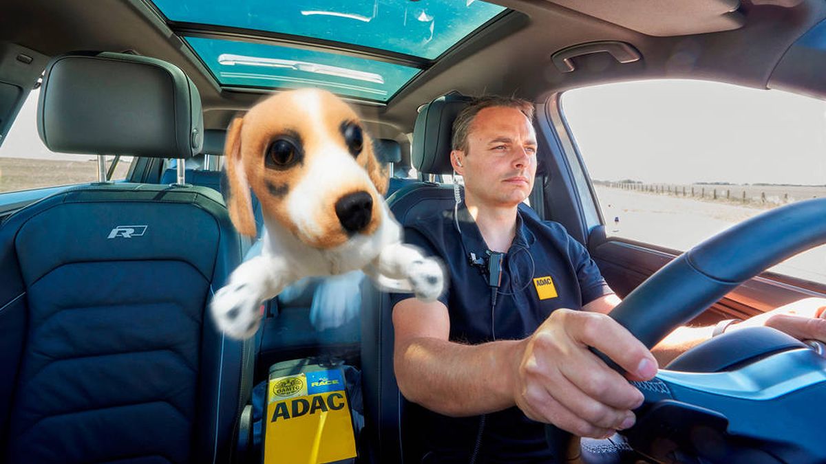 Cómo viajar en el coche de forma segura con una mascota estas vacaciones