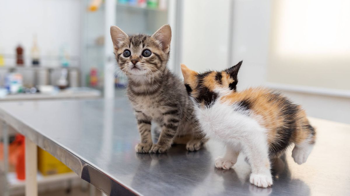 Una gata lleva a sus crías al veterinario para salvarles la vida      