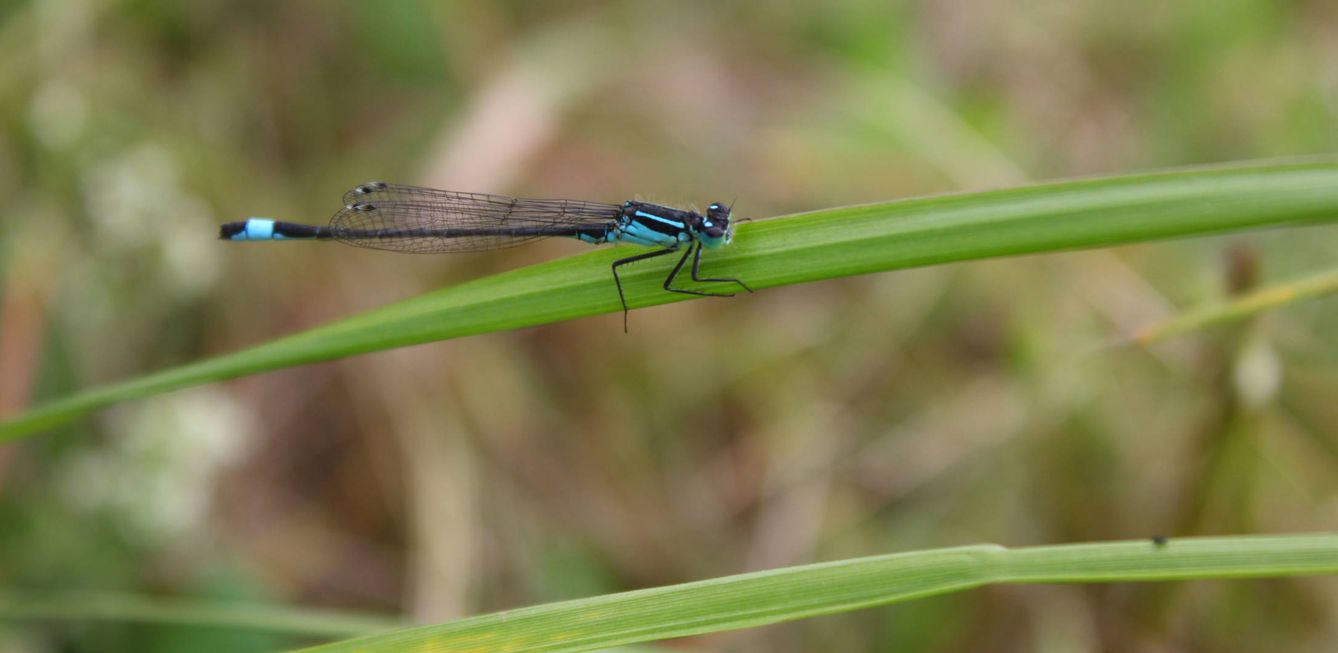 Una libélula de cola azul, en Suecia (Erik Svensson)