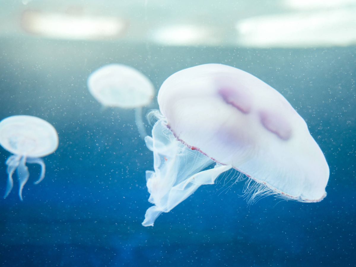Foto: El peligro de las medusas en la playa (iStock)