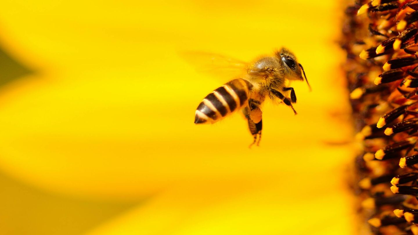 Las abejas son uno de los polinizadores más importantes. (Unsplash)