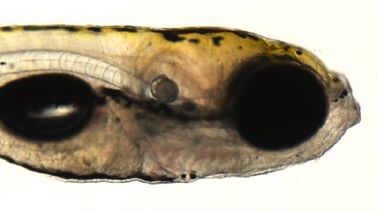 Larva de pez cebra, un animal con enorme potencial en fotofarmacología. (IQAC)