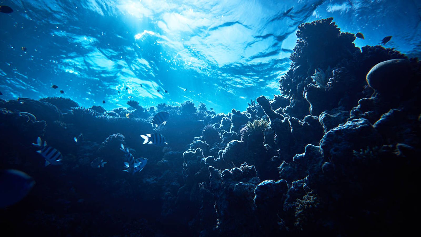 Foto: El coral, todo un placer para la vista. (iStock)