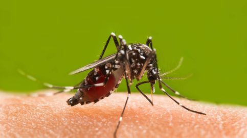 ¿Miedo al Zika y a la fiebre del Nilo? El peligro está en la saliva del mosquito