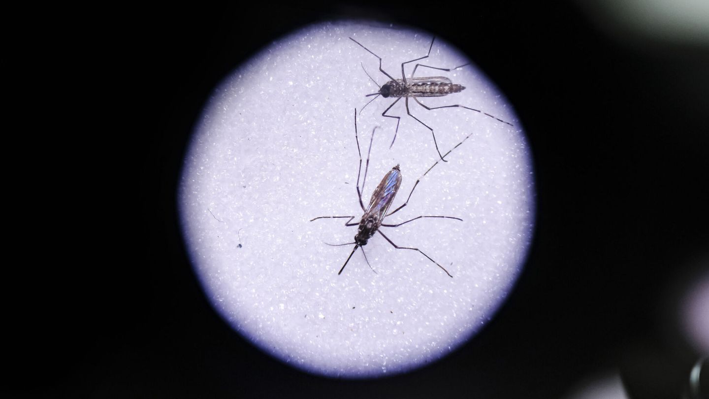 Los mosquitos son los encargados de transmitir la enfermedad del virus del Nilo. (EFE/Jeffrey Arguedas)