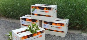 Un paso valiente: de funcionario a empresario de naranjas