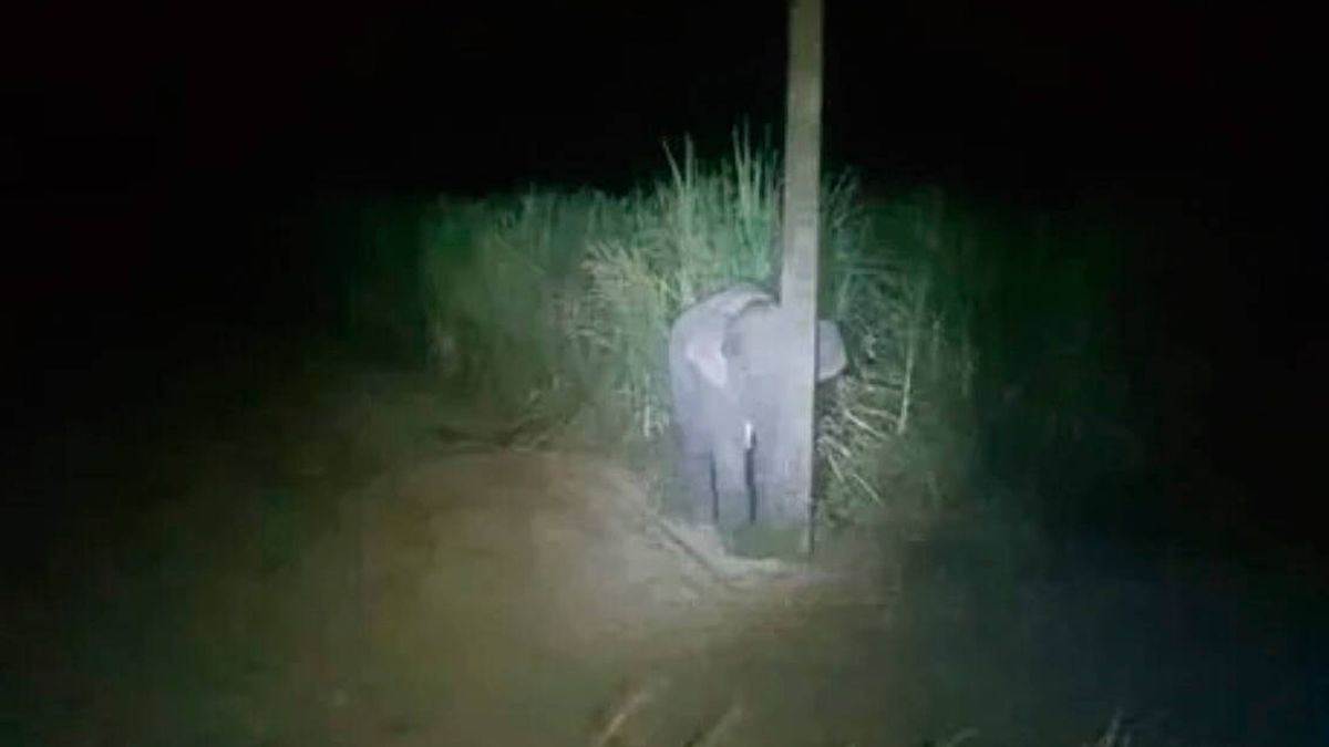 Una cría de elefante intenta esconderse detrás de una farola para que no le vean