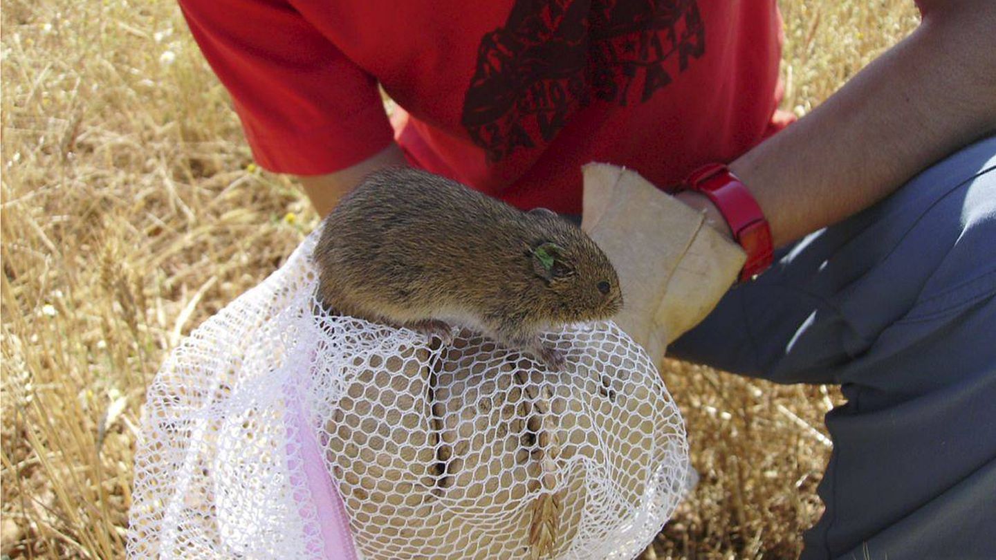 El tratamiento con rodenticidas (conocidos comúnmente como raticidas) para acabar con la plaga de topillos que se produjo en Castilla y León entre 2006 y 2007 pudo favorecer la propagación de la tularemia, enfermedad infecciosa que afecta en especial a roedores, liebres y conejos, pero también a humanos. (EFE)