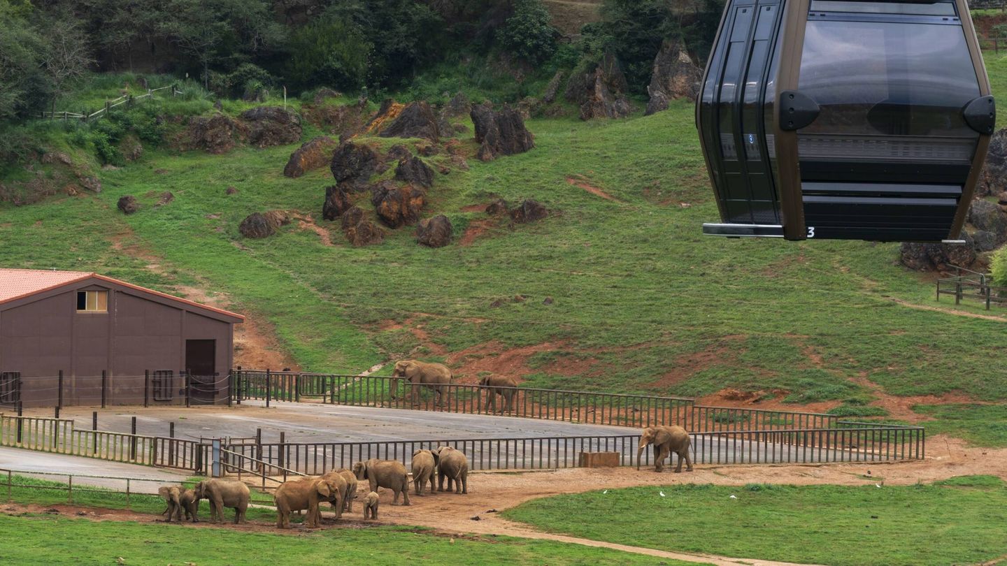 Varios elefantes africanos en el Parque de la Naturaleza de Cabárceno. (Cedida)
