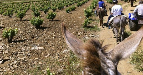 Foto: Un grupo de personas recorre en burro unos viñedos en la Ruta del Vino del Ribera del Guadiana. (EFE)