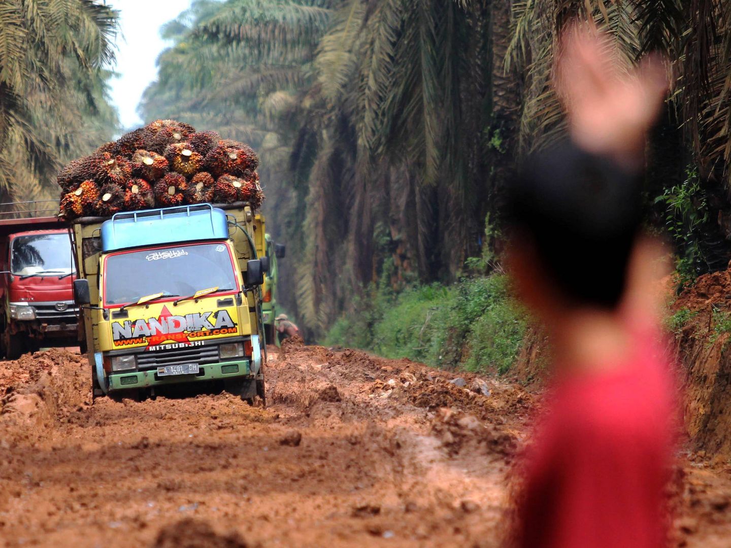 Varios camiones que transportan frutos destinados a aceite de palma en una carretera en malas condiciones en el sur de Sumatra, en enero de 2017. (Reuters)
