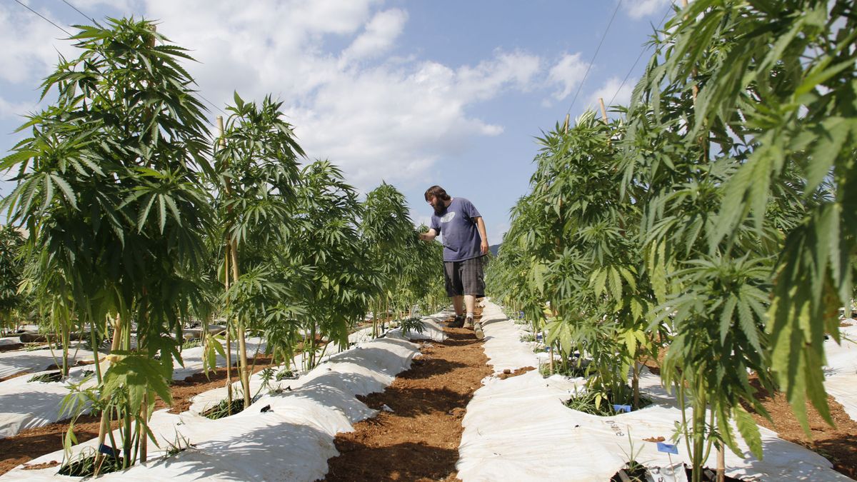 Córdoba tendrá una plantación legal de marihuana con fines medicinales