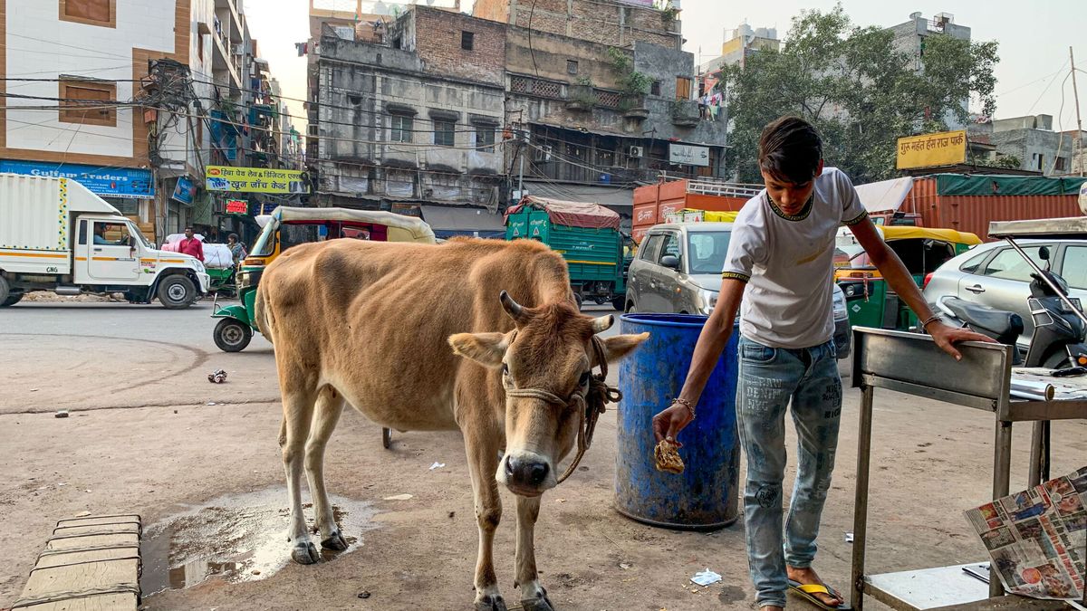 Cuatro animales "callejeros" para explicar los retos de India antes de convertirse en la 'nueva' China