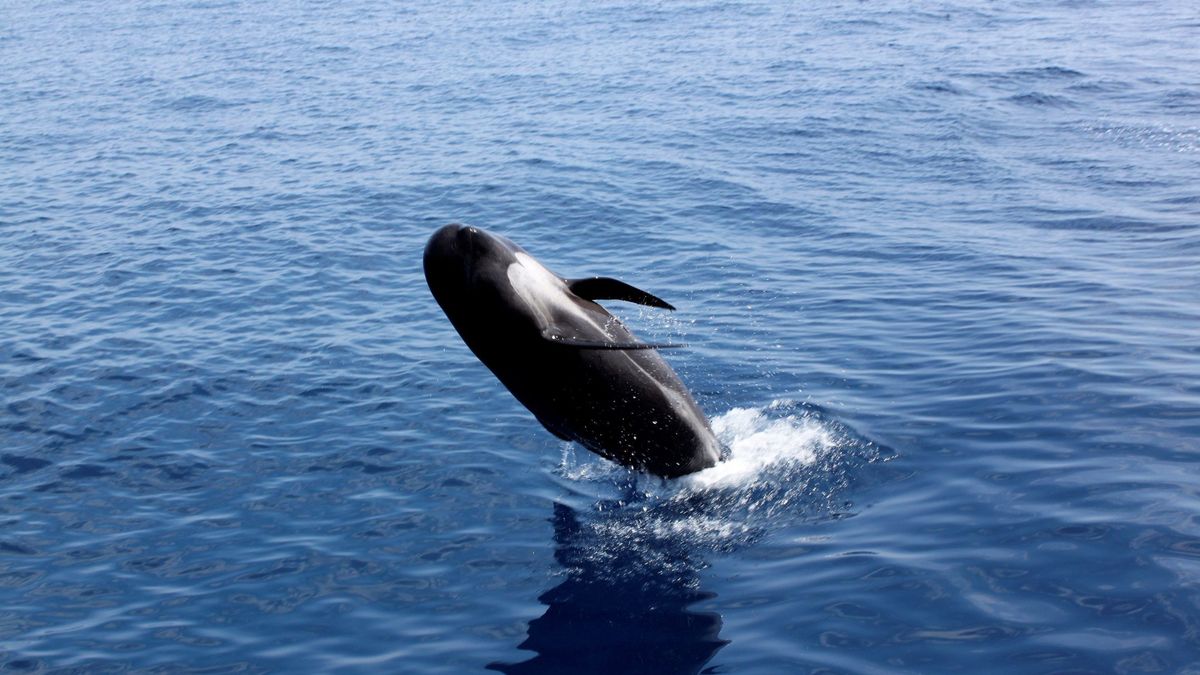 El cerumen de las ballenas guarda los secretos más profundos del océano
