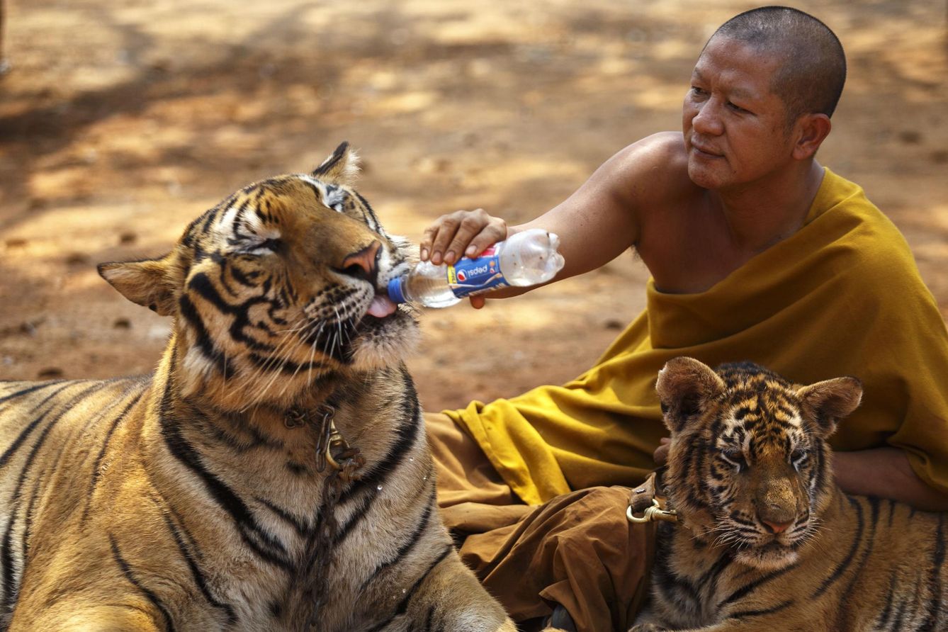 Un monje budista le da agua a un felino en el templo, en febrero de 2015. (Reuters)